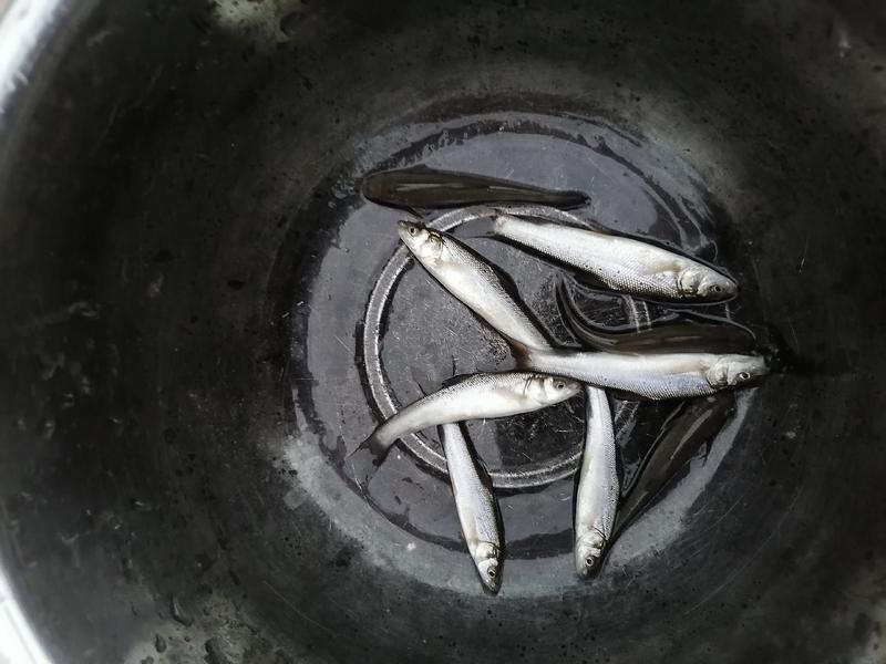【热卖】银鳕鱼苗，基地孵化渔场发货，全国免费送货上门