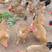 140天园香土鸡均重3.9肉结实蛋够多全放养