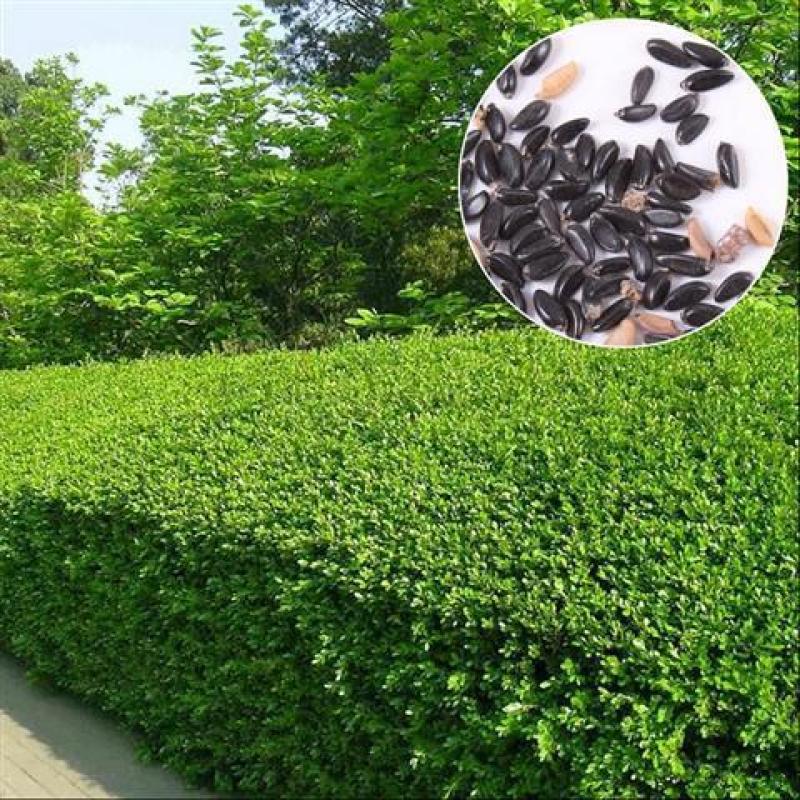 瓜子黄杨种子黄杨木树种大小叶黄杨籽法国日本冬青龟甲冬