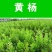 瓜子黄杨种子黄杨木树种大小叶黄杨籽法国日本冬青龟甲冬