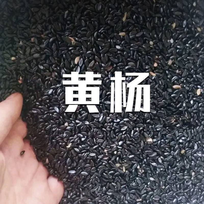 瓜子黄杨种子黄杨木树种大小叶黄杨籽法国日本冬青龟甲冬