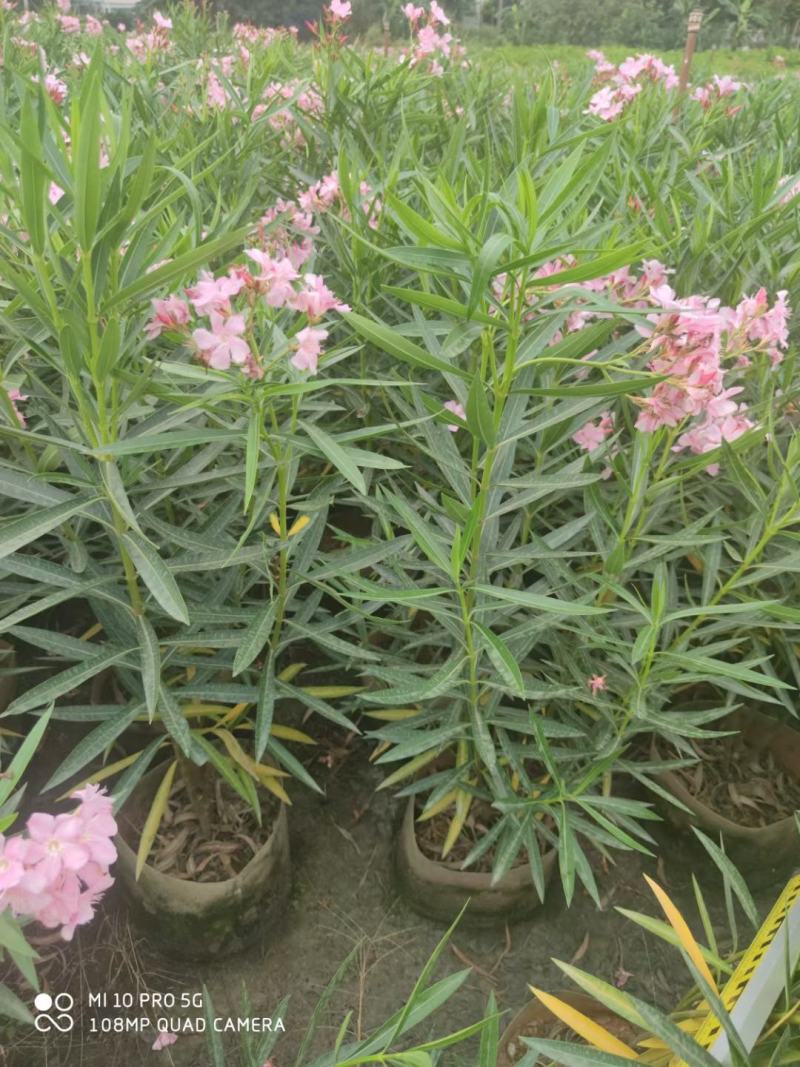 四川成都温江基地苗圃夹竹桃，质量保证，欢迎选购