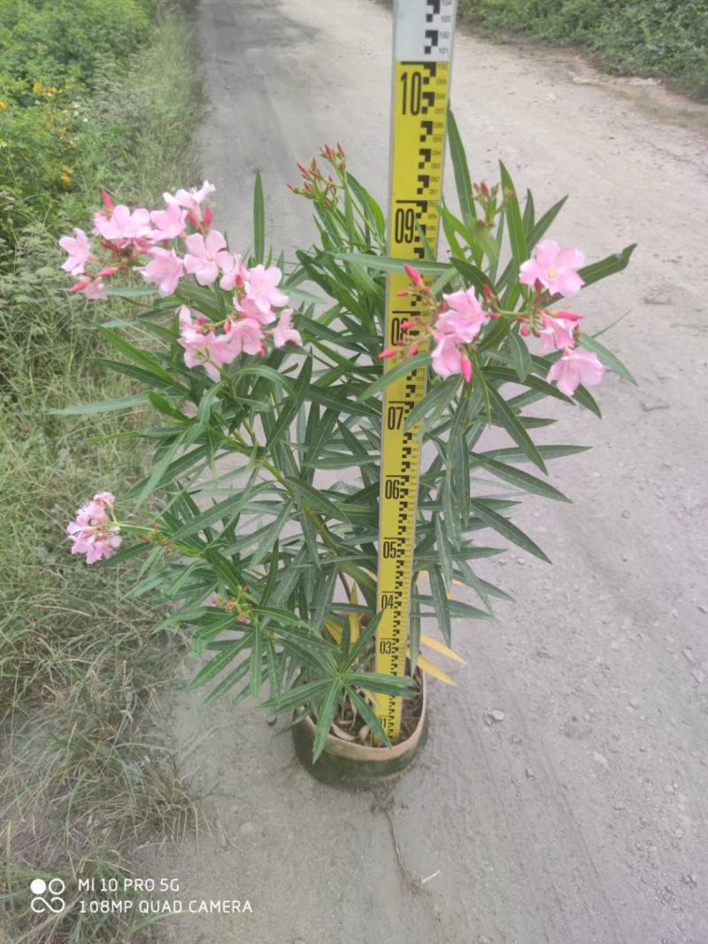 四川成都温江基地苗圃夹竹桃，质量保证，欢迎选购