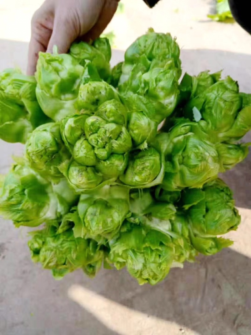 贵州特早儿菜，大量上市，保质保量，量大从优