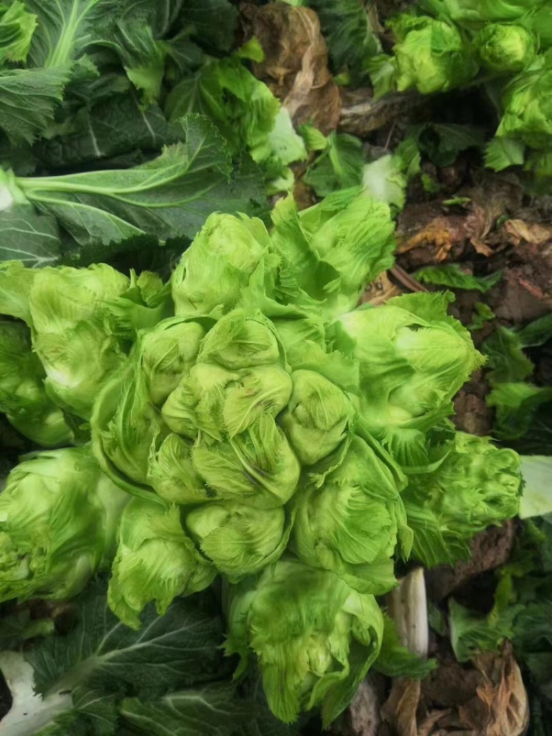 贵州特早儿菜，大量上市，保质保量，量大从优