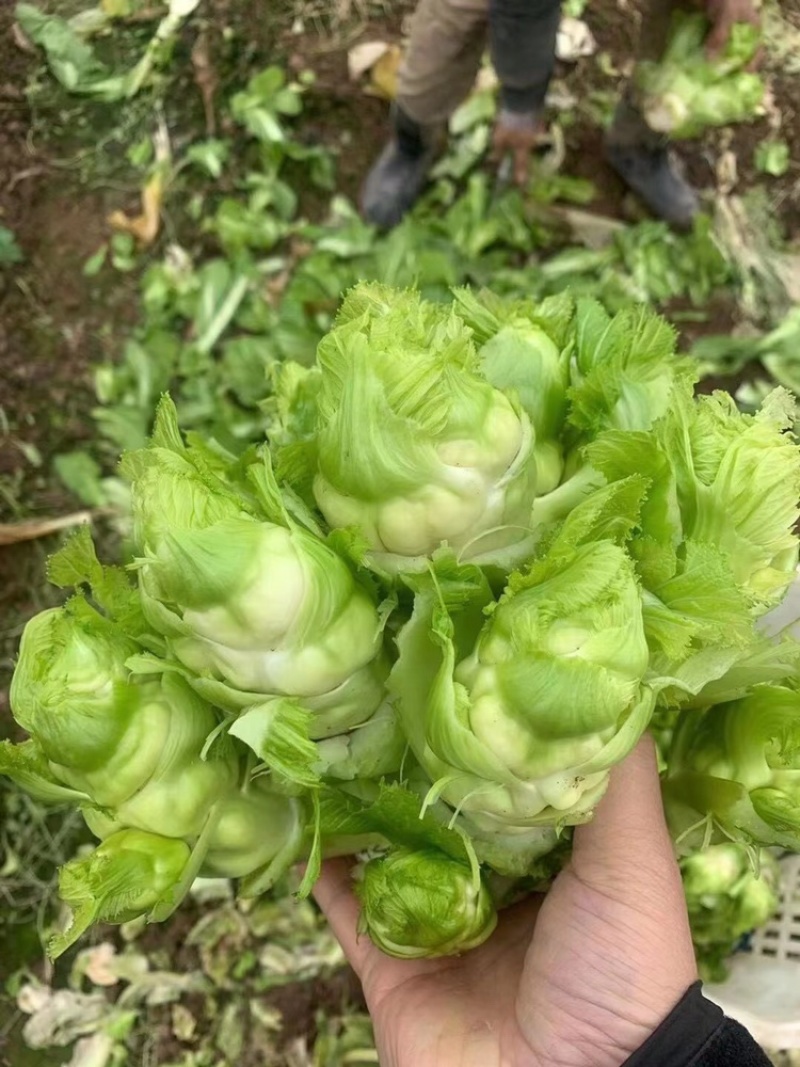 贵州特早儿菜，大量上市，保质保量，量大从优