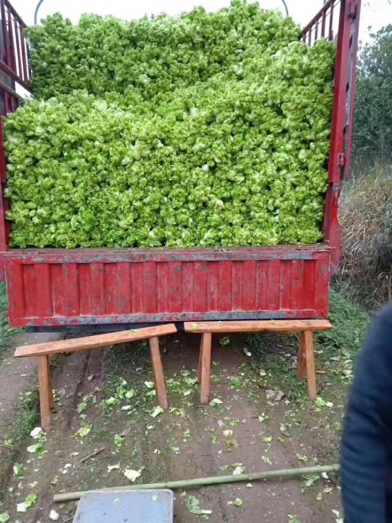 贵州特早儿菜，大量上市，保质保量，量大从优