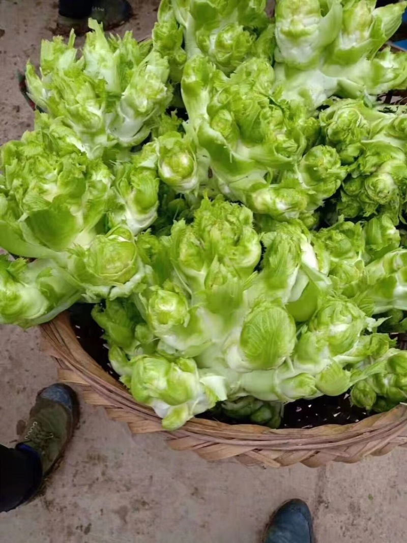 贵州特早儿菜，大量上市，保质保量，量大从优