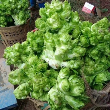 贵州特早儿菜，大量上市，保质保量，量大从优