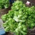 贵州特早儿菜，大量上市，保质保量，量大从优