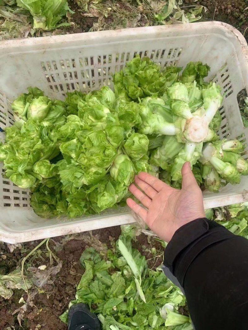 贵州特早儿菜，大量上市，保质保量，量大从优