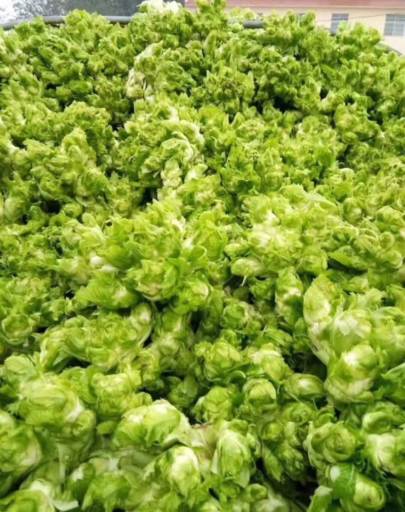 贵州特早儿菜，大量上市，保质保量，量大从优