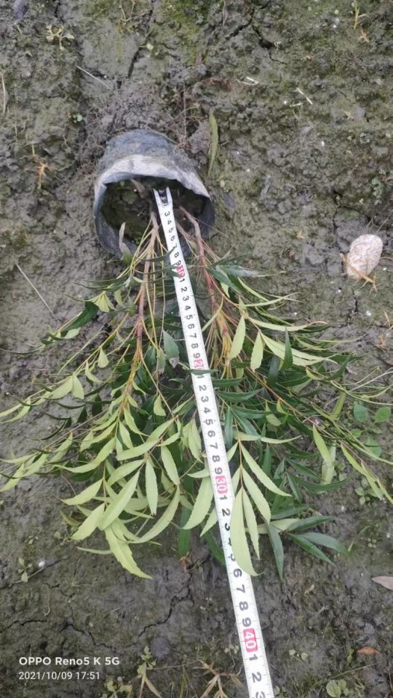 四川成都温江基地苗圃十大功劳，质量保证，基地货