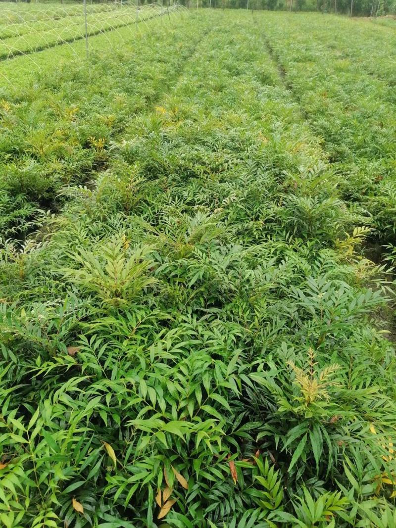 四川成都温江基地苗圃十大功劳，质量保证，基地货