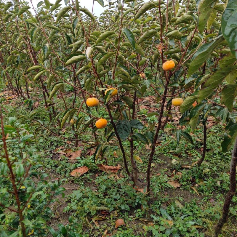 批发阳丰甜柿火葫芦苗非陕西山东河南苗品种纯