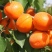 供应定植杏树凯特金太阳3公分4公分5公分已挂果自产自销