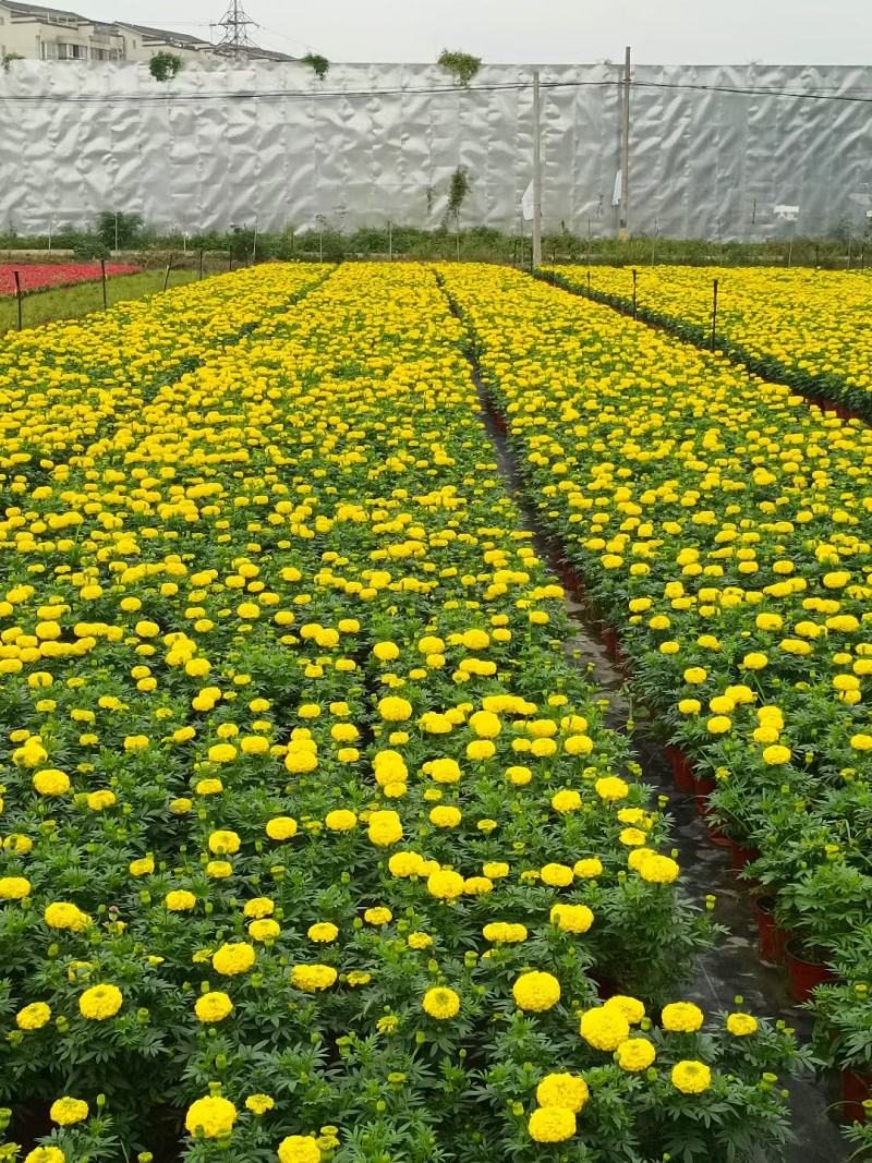 四川成都温江基地苗圃万寿菊，质量保证，基地货