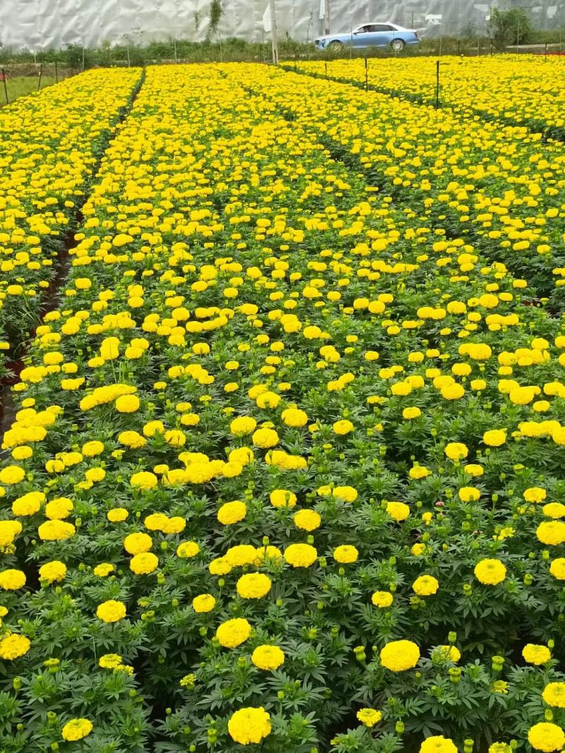 四川成都温江基地苗圃万寿菊，质量保证，基地货