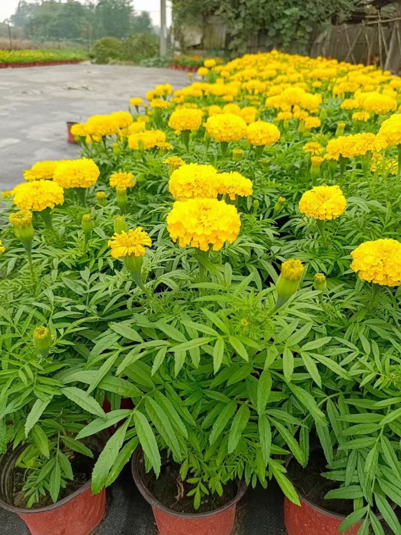 四川成都温江基地苗圃万寿菊，质量保证，基地货