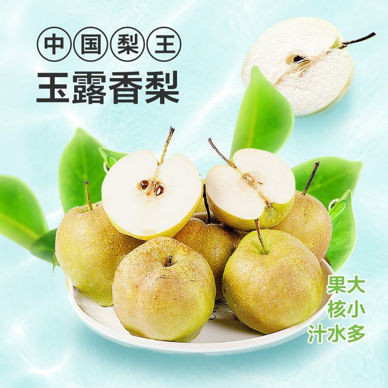 山西玉露香梨树苗包邮保成活非山东河南陕西苗