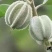 山西稀有树种翅果油一年苗2年苗3年苗量大价优包邮