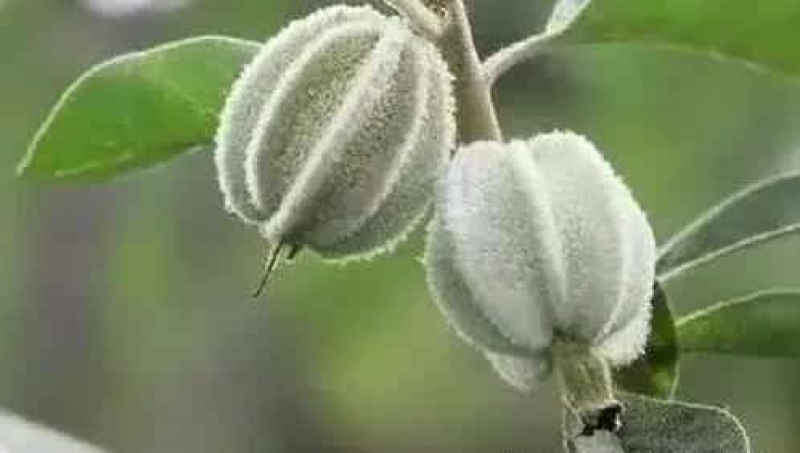 山西稀有树种翅果油一年苗2年苗3年苗量大价优包邮