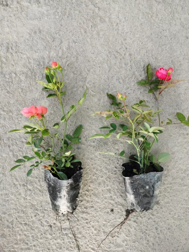 四川成都温江基地苗圃月季花，品种齐全，质量保证
