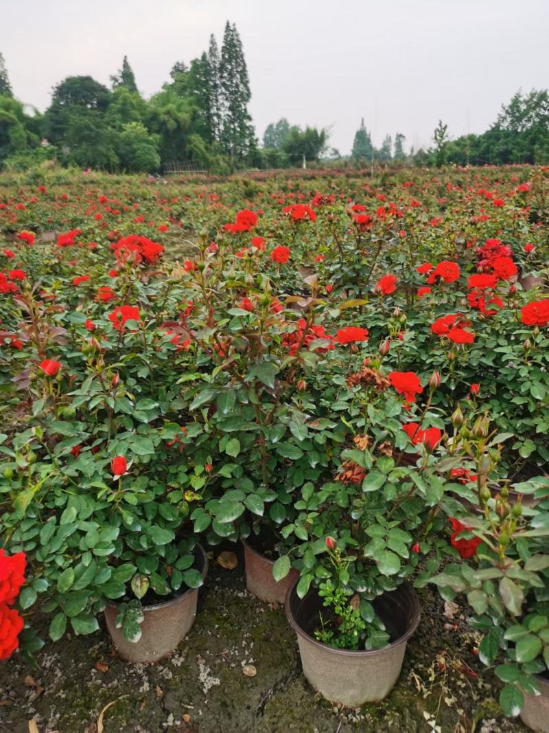 四川成都温江基地苗圃月季花，品种齐全，质量保证