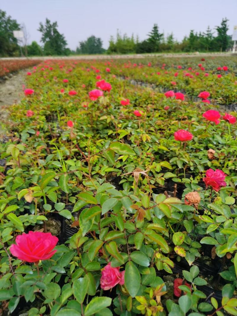 四川成都温江基地苗圃月季花，品种齐全，质量保证