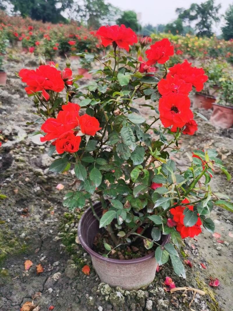四川成都温江基地苗圃月季花，品种齐全，质量保证