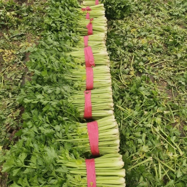 万亩精品，西芹大量上市，颜色油绿，中，小棵芹菜，包装齐全