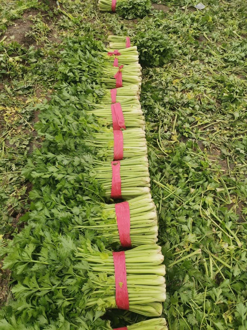 万亩精品，西芹大量上市，颜色油绿，中，小棵芹菜，包装齐全