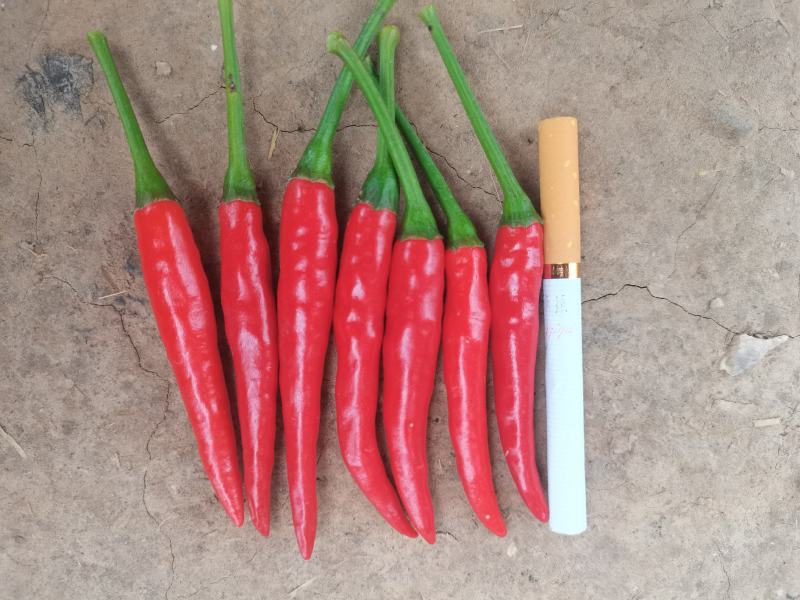 艳红鲜辣椒大量供应了