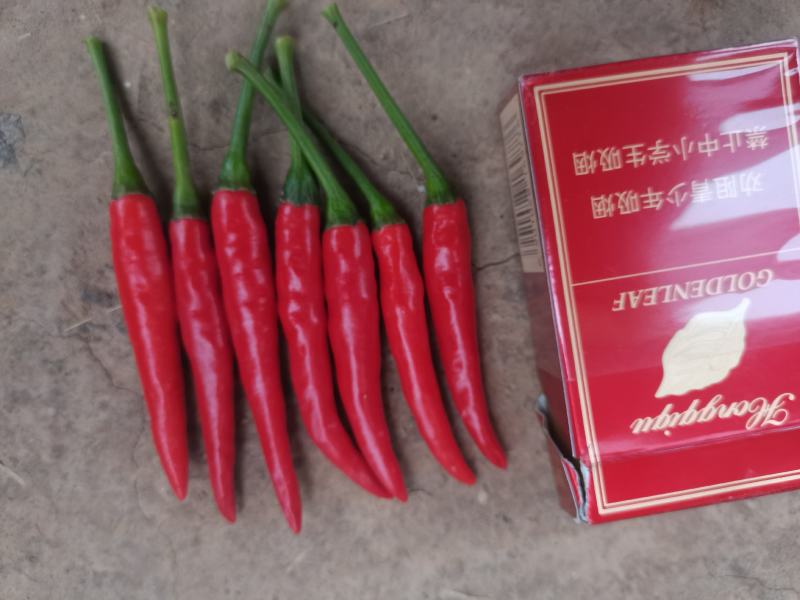 艳红鲜辣椒大量供应了