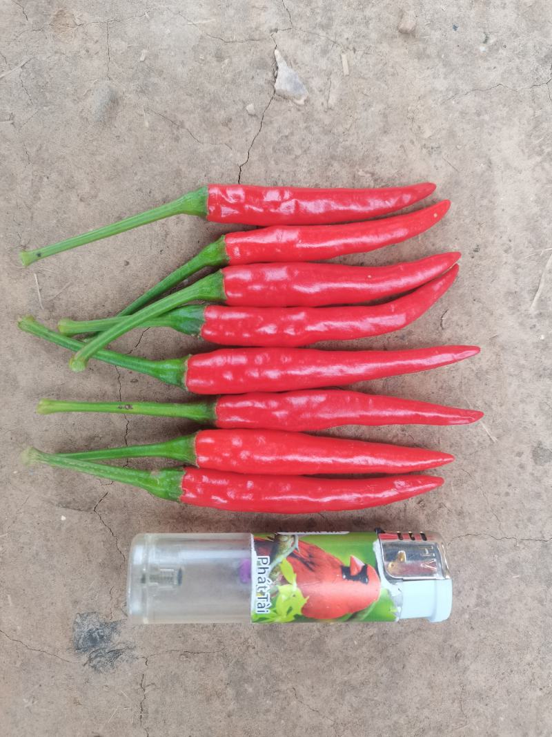 艳红鲜辣椒大量供应了