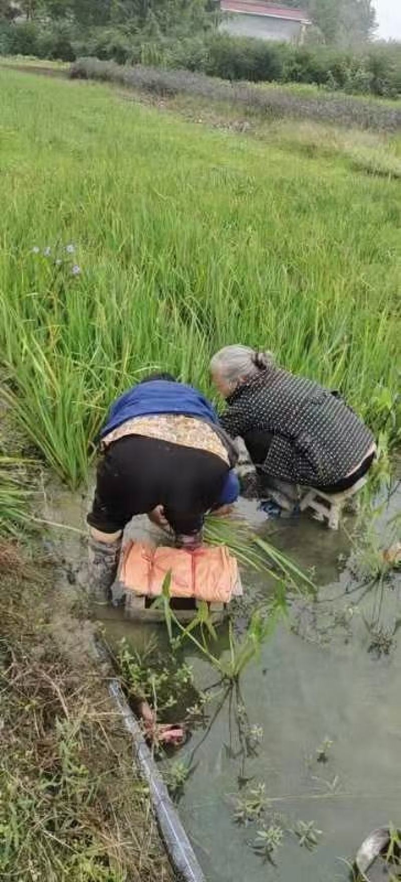 四川成都温江基地苗圃水生鸢尾，基地货，质量保证
