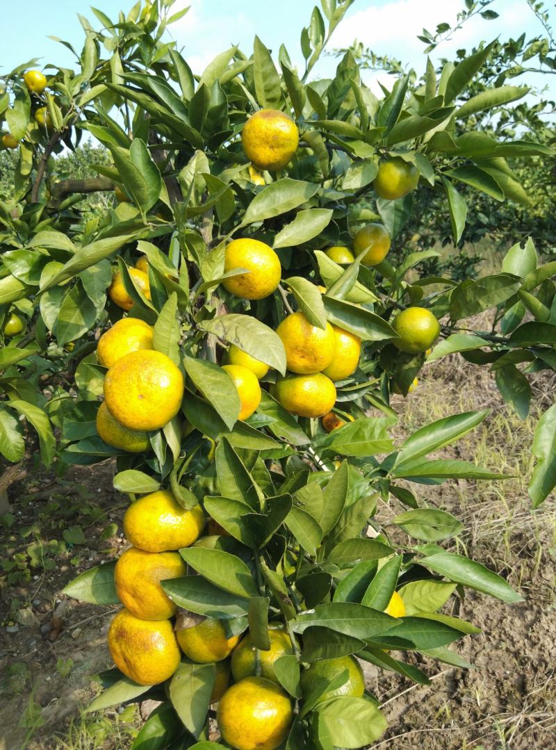 东海岸万亩柑橘种植基地陆续上市