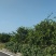 东海岸万亩柑橘种植基地陆续上市