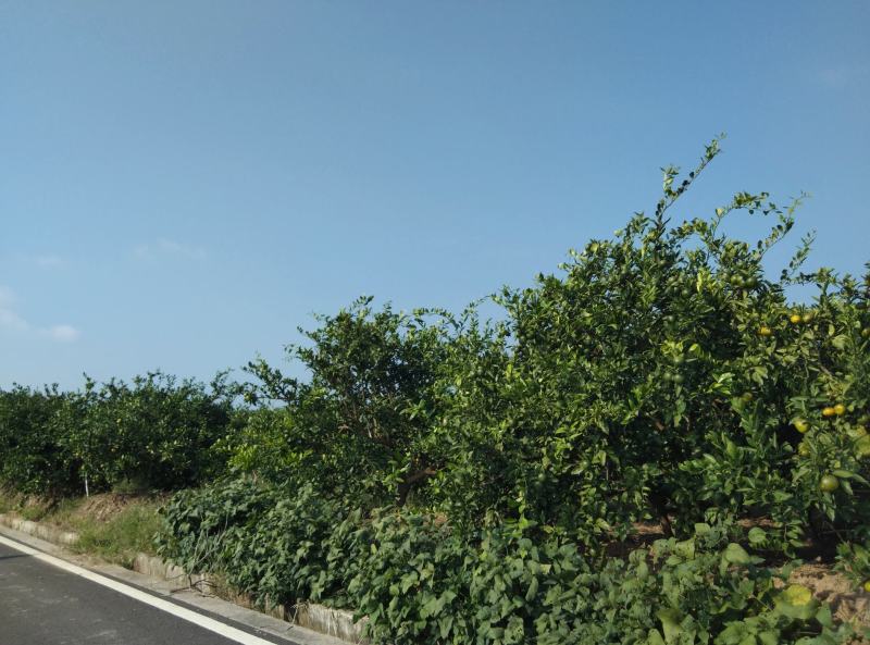 东海岸万亩柑橘种植基地陆续上市