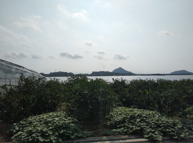 东海岸万亩柑橘种植基地陆续上市