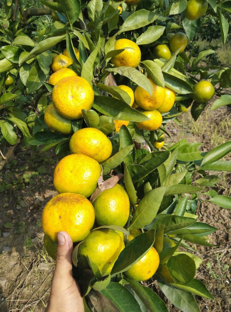 东海岸万亩柑橘种植基地陆续上市