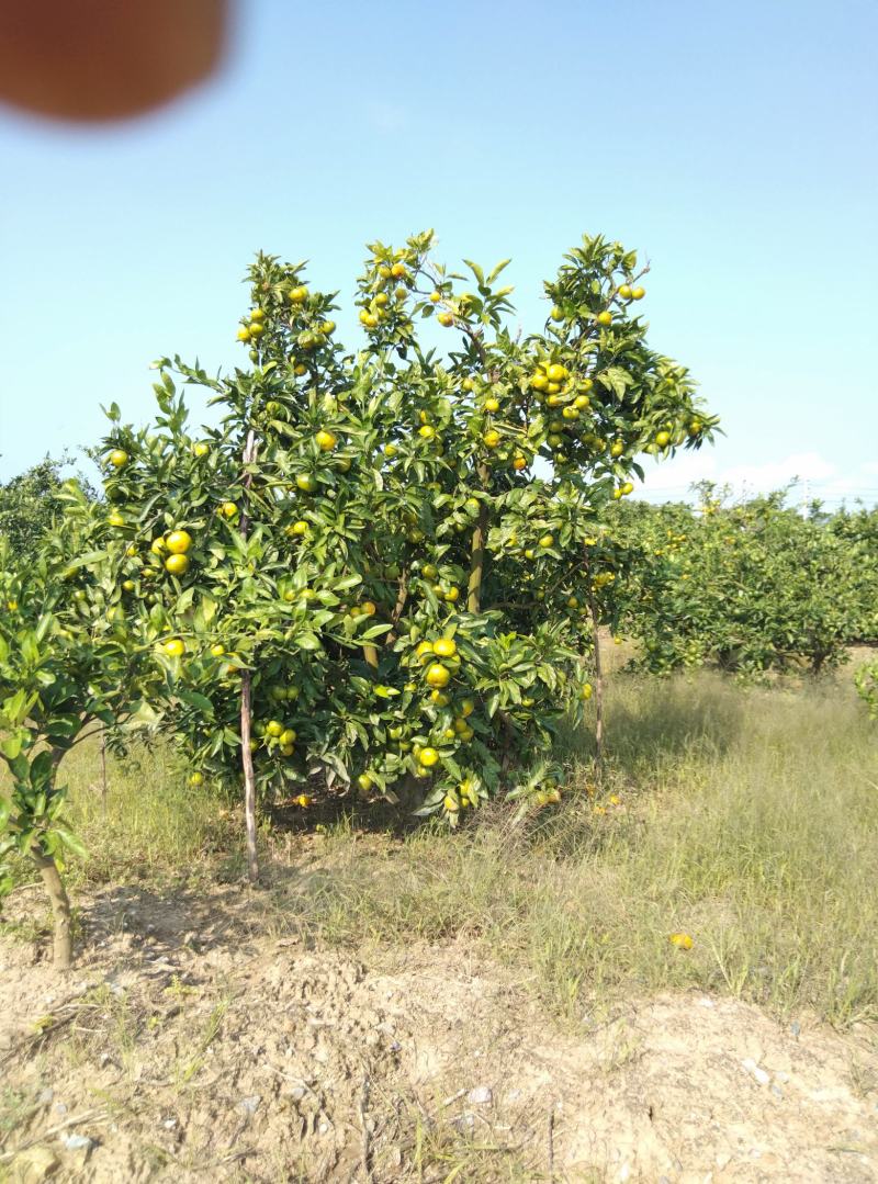 东海岸万亩柑橘种植基地陆续上市