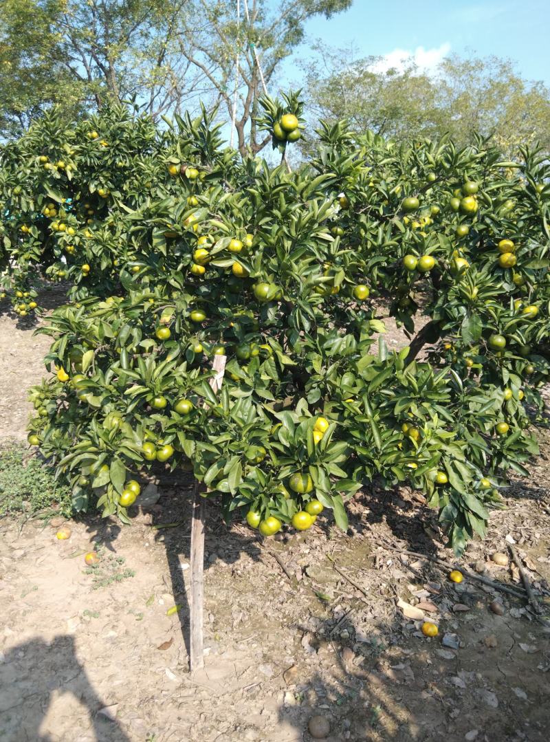 东海岸万亩柑橘种植基地陆续上市