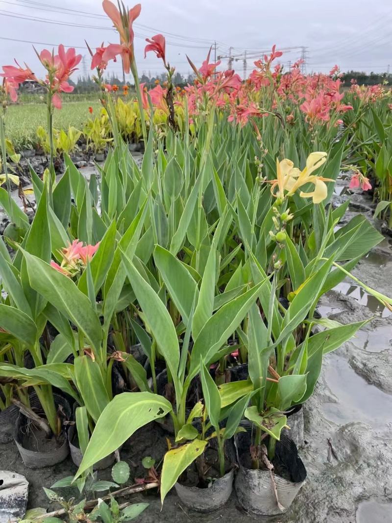 四川成都温江基地苗圃水生美人蕉，质量保证，基地货