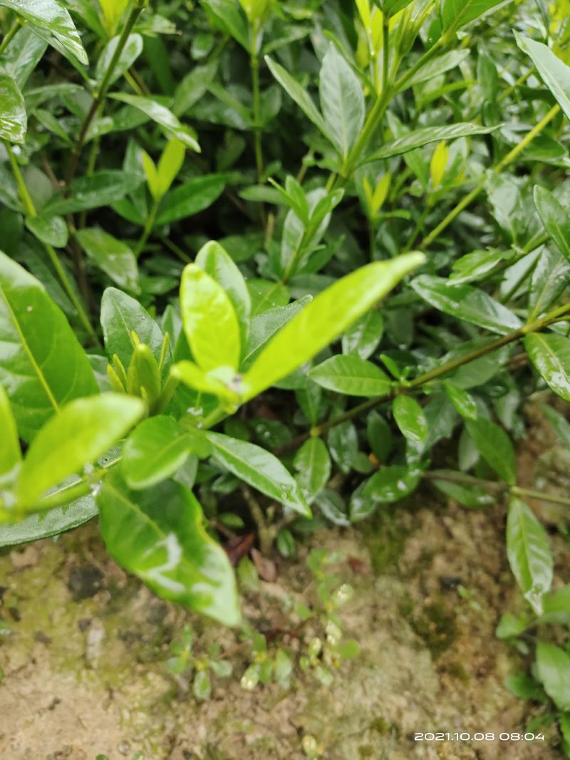 小叶栀子花，罗汉栀常年大量销售各种绿化苗木