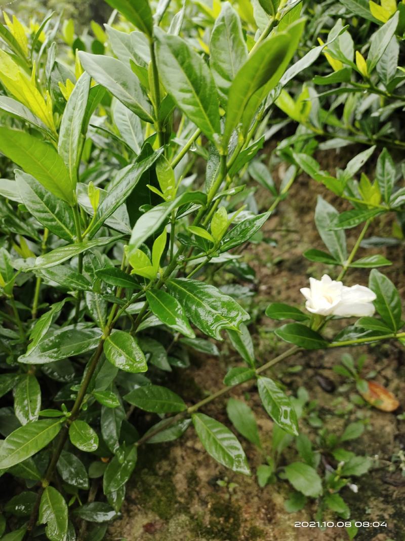 小叶栀子花，罗汉栀常年大量销售各种绿化苗木