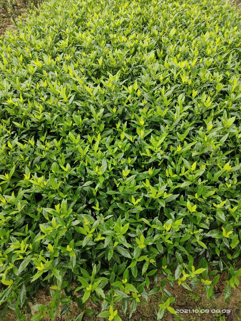 小叶栀子花，罗汉栀常年大量销售各种绿化苗木