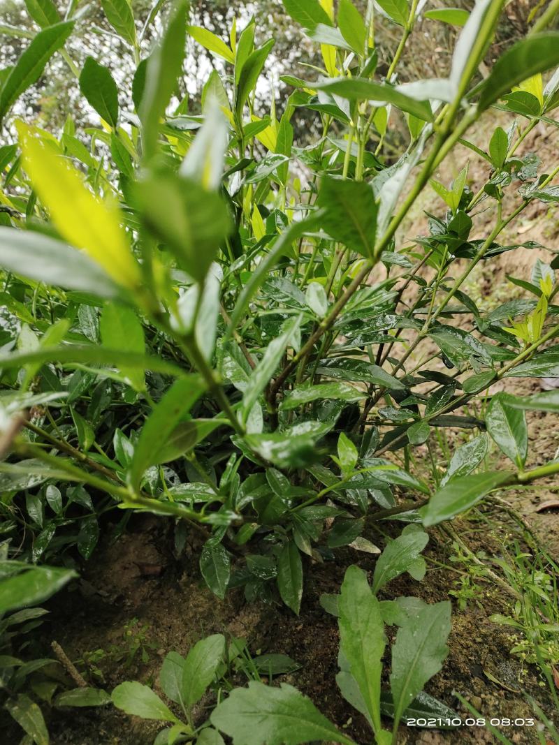 小叶栀子花，罗汉栀常年大量销售各种绿化苗木