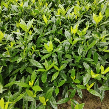 小叶栀子花，罗汉栀常年大量销售各种绿化苗木
