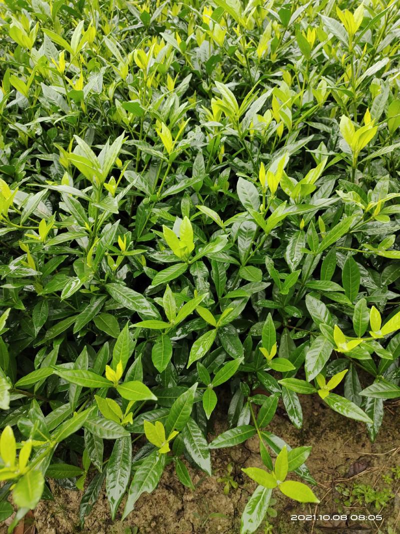 小叶栀子花，罗汉栀常年大量销售各种绿化苗木